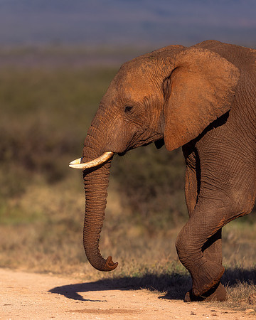 BON-South-Africa-Madikwe-Hills-Safari-Bull-Elephant - May 2026 - 4:5