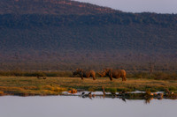 BON-South-Africa-Madikwe-Hills-Safari-White-Rhinos -  May 2026 - 3:2