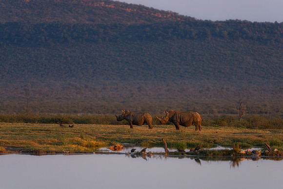 BON-South-Africa-Madikwe-Hills-Safari-White-Rhinos -  May 2026 - 3:2