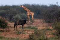 BON-South-Africa-Madikwe-Hills-Wildebeest - May 2026 - 3:2