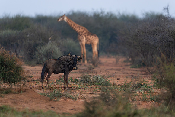 BON-South-Africa-Madikwe-Hills-Wildebeest - May 2026 - 3:2
