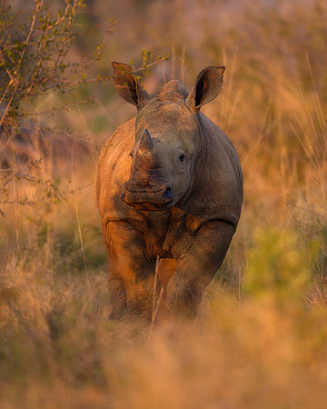BON-South-Africa-Madikwe-Hills-Safari-Baby-White-Rhino -  May 2026 - 4:5