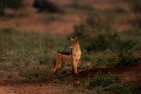 BON-South-Africa-Madikwe-Hills-Jackal - May 2026 - 3:2