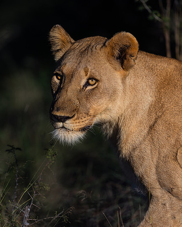 BON-South-Africa-Madikwe-Hills-Safari-Lioness - May 2026 - 4:5