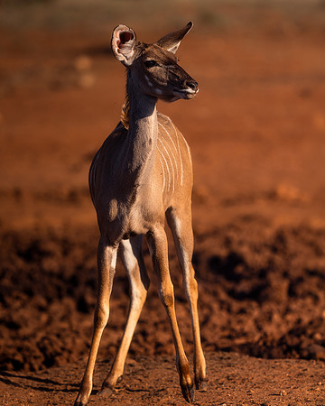 BON-South-Africa-Madikwe-Hills-Safari-Impala  - May 2026 - 4:5
