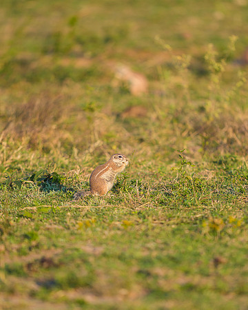 BON-South-Africa-Madikwe-Hills-Safari-Ground-Squirrel  -  May 2026 - 4:5