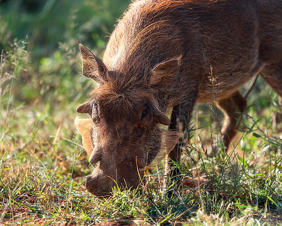 BON-South-Africa-Madikwe-Hills-Warthog - Pumbaa  - May 2026 - 5:4