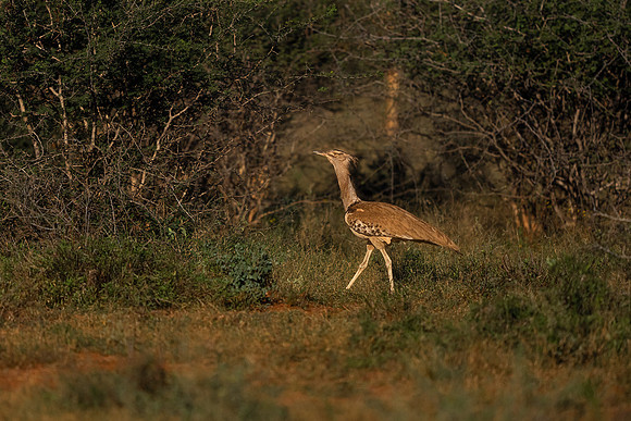 BON-South-Africa-Madikwe-Hills-Safari-Kori-Bustard - May 2026 - 3:2