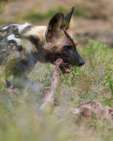 BON-South-Africa-Madikwe-Hills-Safari-Wild-Dogs - May 2026 - 4:5