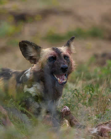 BON-South-Africa-Madikwe-Hills-Safari-Wild-Dogs - May 2026 - 4:5