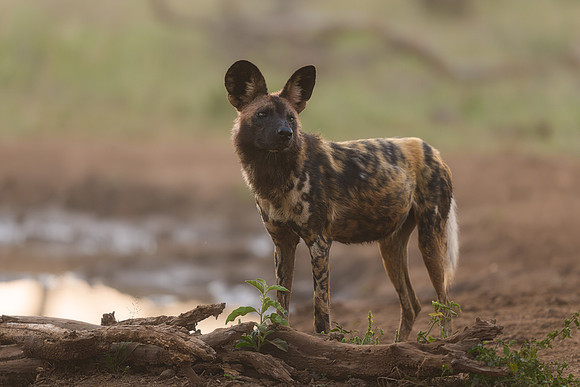 BON-South-Africa-Madikwe-Hills-Safari-Wild-Dogs - May 2026 - 3:2