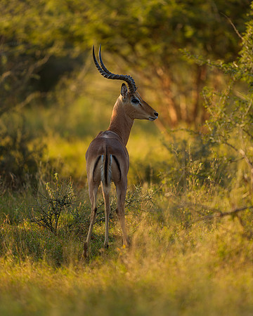 BON-South-Africa-Madikwe-Hills-Safari-Impala - May 2026 - 4:5