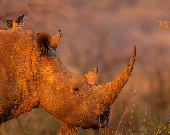 BON-South-Africa-Madikwe-Hills-Safari-White-Rhino -  May 2026 - 5:4