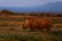 BON-South-Africa-Madikwe-Hills-Rhino - May 2026 - 3:2