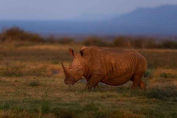 BON-South-Africa-Madikwe-Hills-Rhino - May 2026 - 3:2