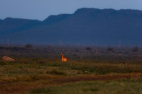 BON-South-Africa-Madikwe-Hills-Impala  - May 2026 - 3:2
