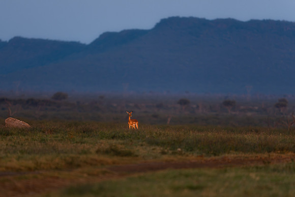 BON-South-Africa-Madikwe-Hills-Impala  - May 2026 - 3:2
