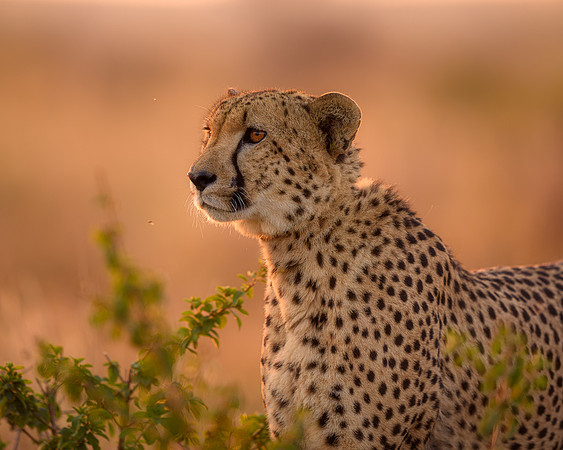 BON-South-Africa-Madikwe-Hills-Cheetah - May 2026 - 5:4
