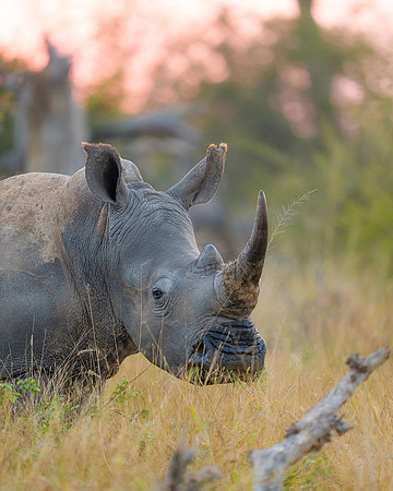 BON-South-Africa-Madikwe-Hills-Safari-White-Rhino -  May 2026 - 4:5