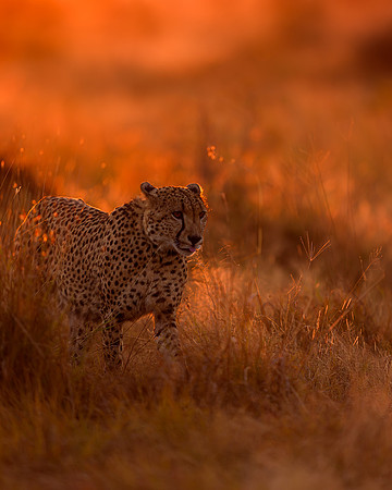 BON-South-Africa-Madikwe-Hills-Cheetah- May 2026 - 4:5