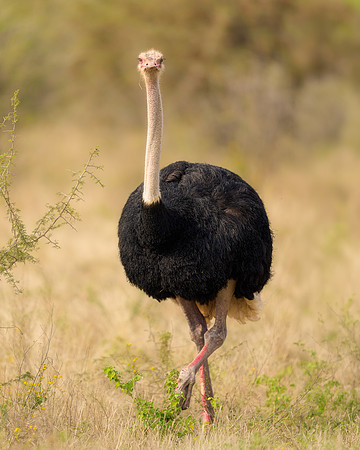 BON-South-Africa-Madikwe-Hills-Safari-Ostrich - May 2026 - 4:5