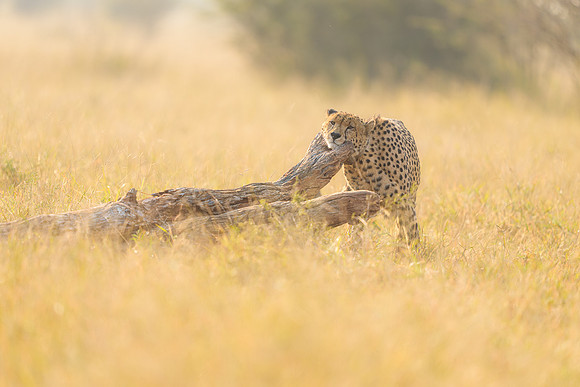 BON-South-Africa-Madikwe-Hills-Cheetah - May 2026 - 3:2