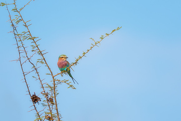 BON-South-Africa-Madikwe-Hills-Rollers-Bird- May 2026 - 3:2