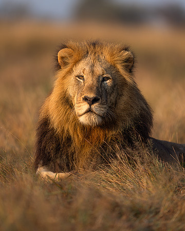 BON-South-Africa-Madikwe-Hills-Safari-Male-Lion-Tshimega-  May 2026 - 4:5