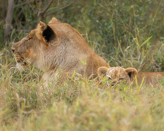 BON-South-Africa-Madikwe-Hills-Safari-Lioness-and-Cub - May 2026 - 5:4