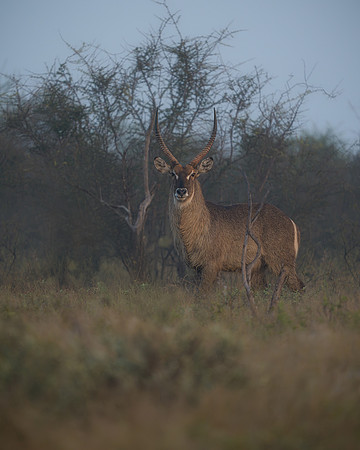BON-South-Africa-Madikwe-Hills-Safari-Waterbuck - May 2026 - 4:5