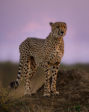 BON-South-Africa-Madikwe-Hills-Cheetah- May 2026 - 4:5