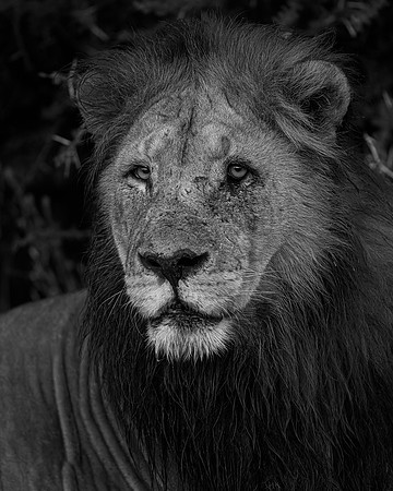 BON-South-Africa-Madikwe-Hills-Safari-Male-Lion-Mono - May 2026 - 4:5