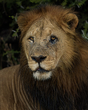 BON-South-Africa-Madikwe-Hills-Safari-Male-Lion - May 2026 - 4:5