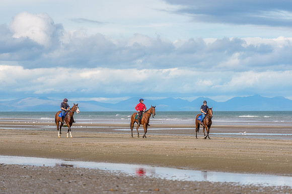 BON-Laytown-Races-beach-horse  - Sep 2026 - 3:2