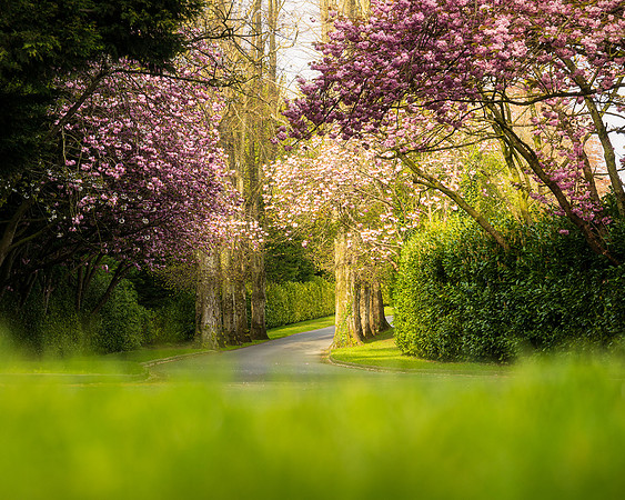 BON-Cherry-Blossoms  - April 2023 - 5:4