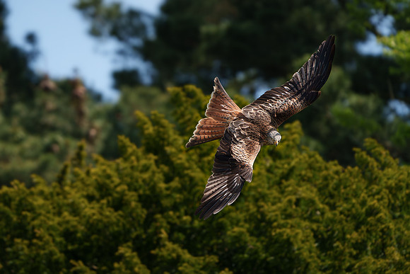 BON-Red-Kite-in-flight-Avoca-Bird-of-Prey - May 2023 3:2