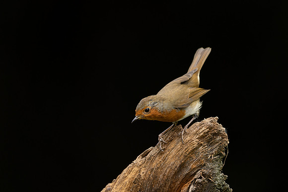 BON-Robin - 2:3