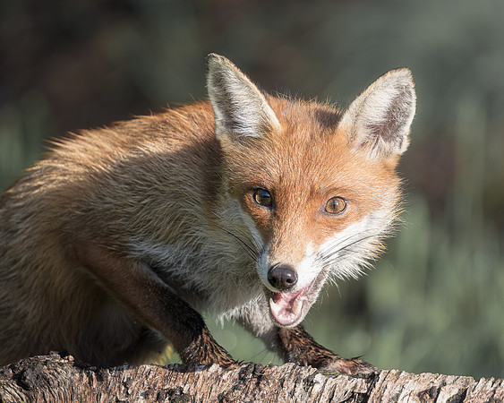 BON-Vixen-Red-Fox - 5:4