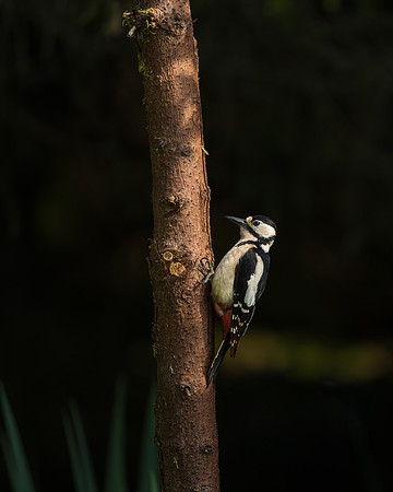 BON-Woodpecker - 4:5