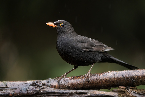 BON-Blackbird - 2:3