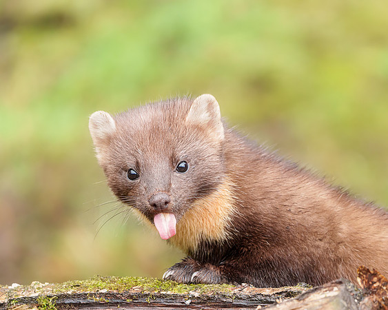 BON-Pine-Marten - 5:4