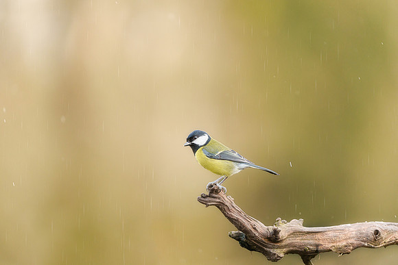 BON-Gret-Tit - 2:3