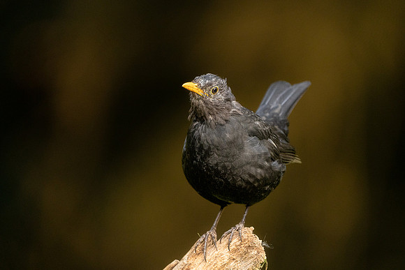 BON-Blackbird - 2:3