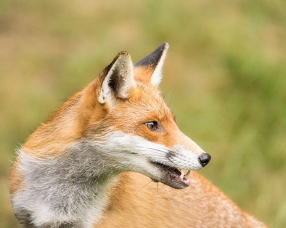 BON-Vixen-Red-Fox - 5:4