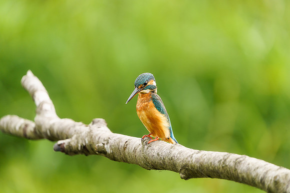 BON-Kingfisher - 2:3