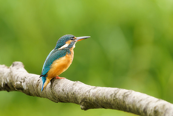 BON-Kingfisher - 2:3