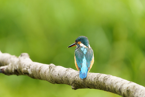 BON-Kingfisher - 2:3