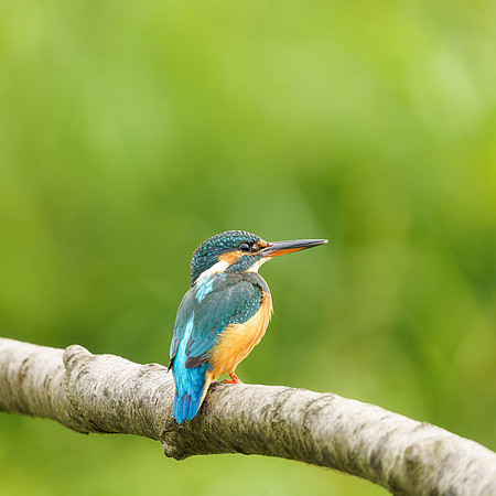 BON-Kingfisher - Square