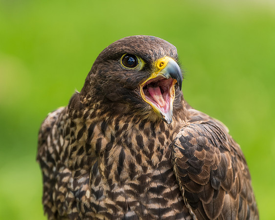 BON-Birds-of-Prey-Peregrine-Falcon-Mouth-Open -  July 2022 - 4:5