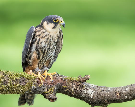 BON-Birds-of-Prey-Hobby   - May 2022 - 4:5